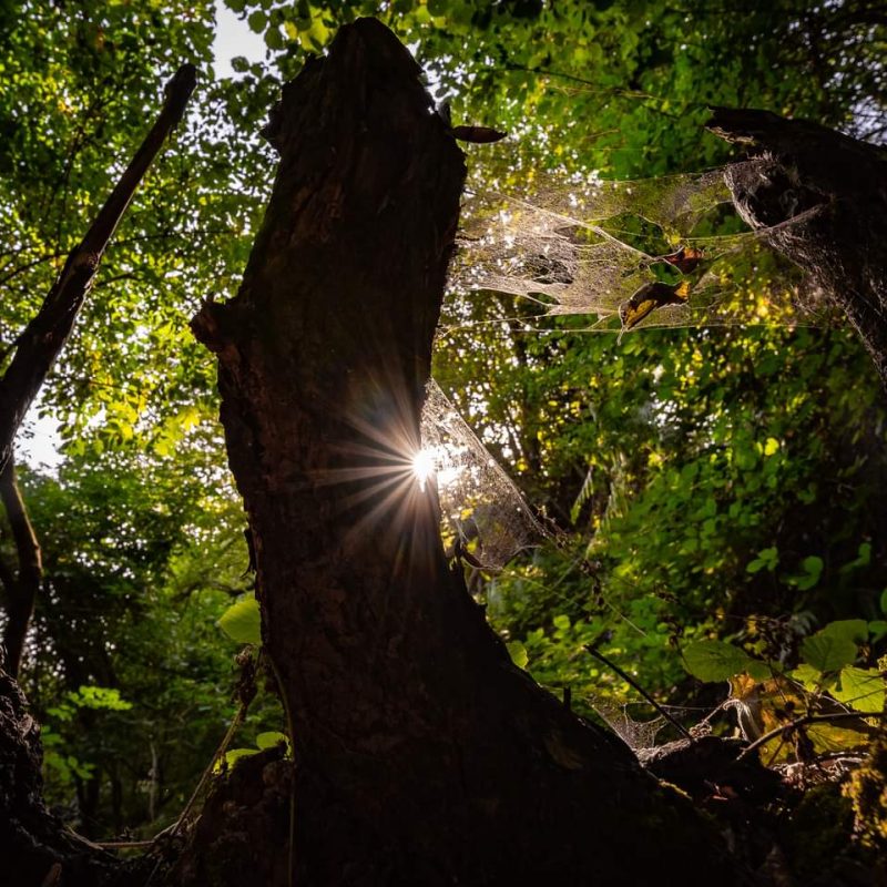 Il Suono nelle meraviglie della Natura: il bosco – venerdì 13 ottobre ore 21